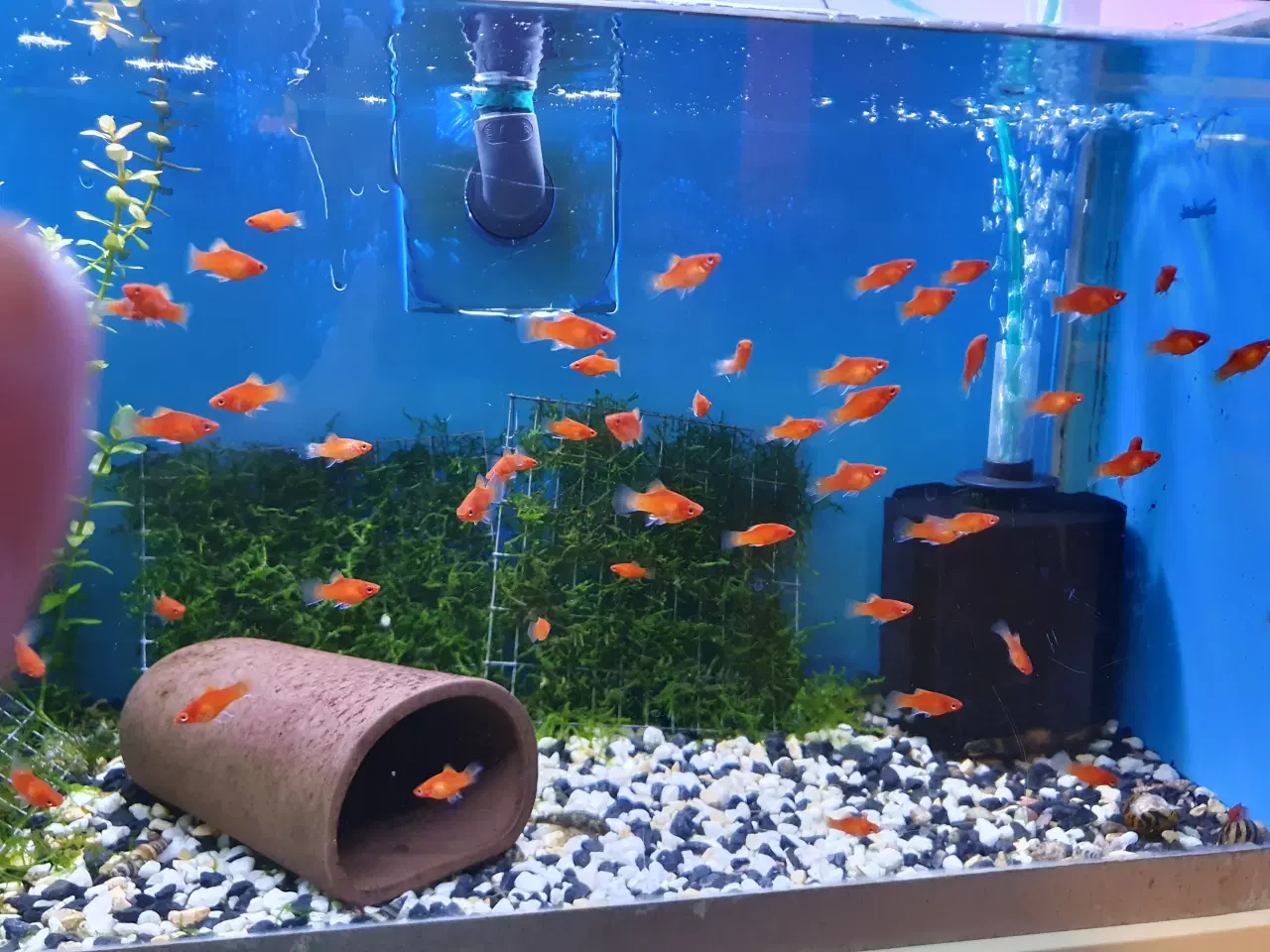 Billede 2 - Smukke Koralplaty