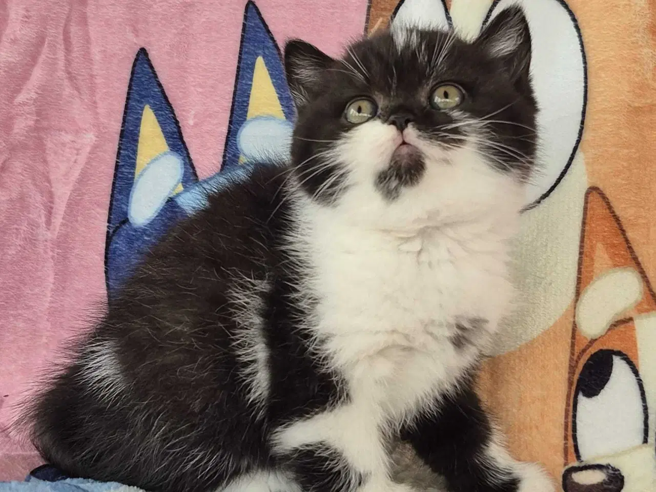 Billede 6 - British shorthair hunkilling