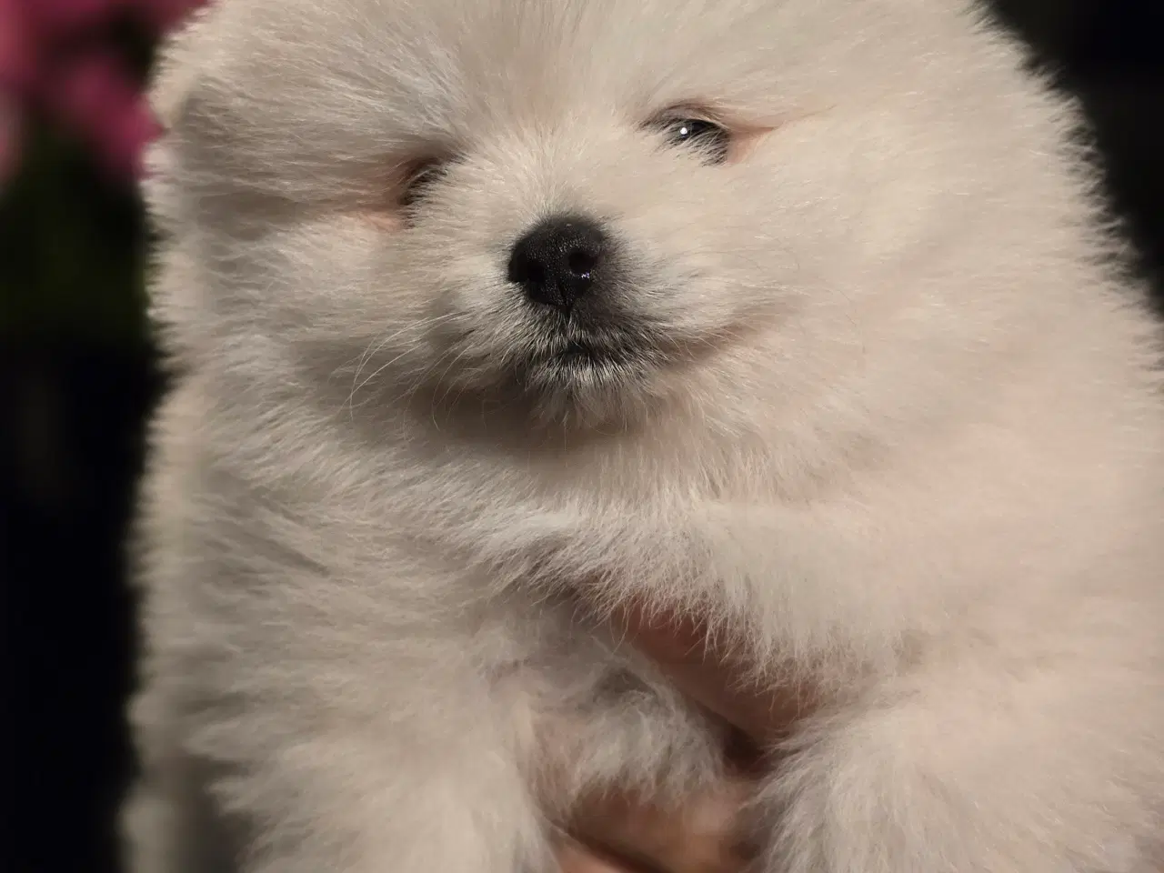 Billede 5 - Pomeranian hvalpe , 4 søde drenge. 
