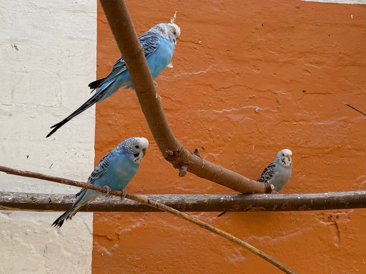 Billede 10 - Australske undulat unger