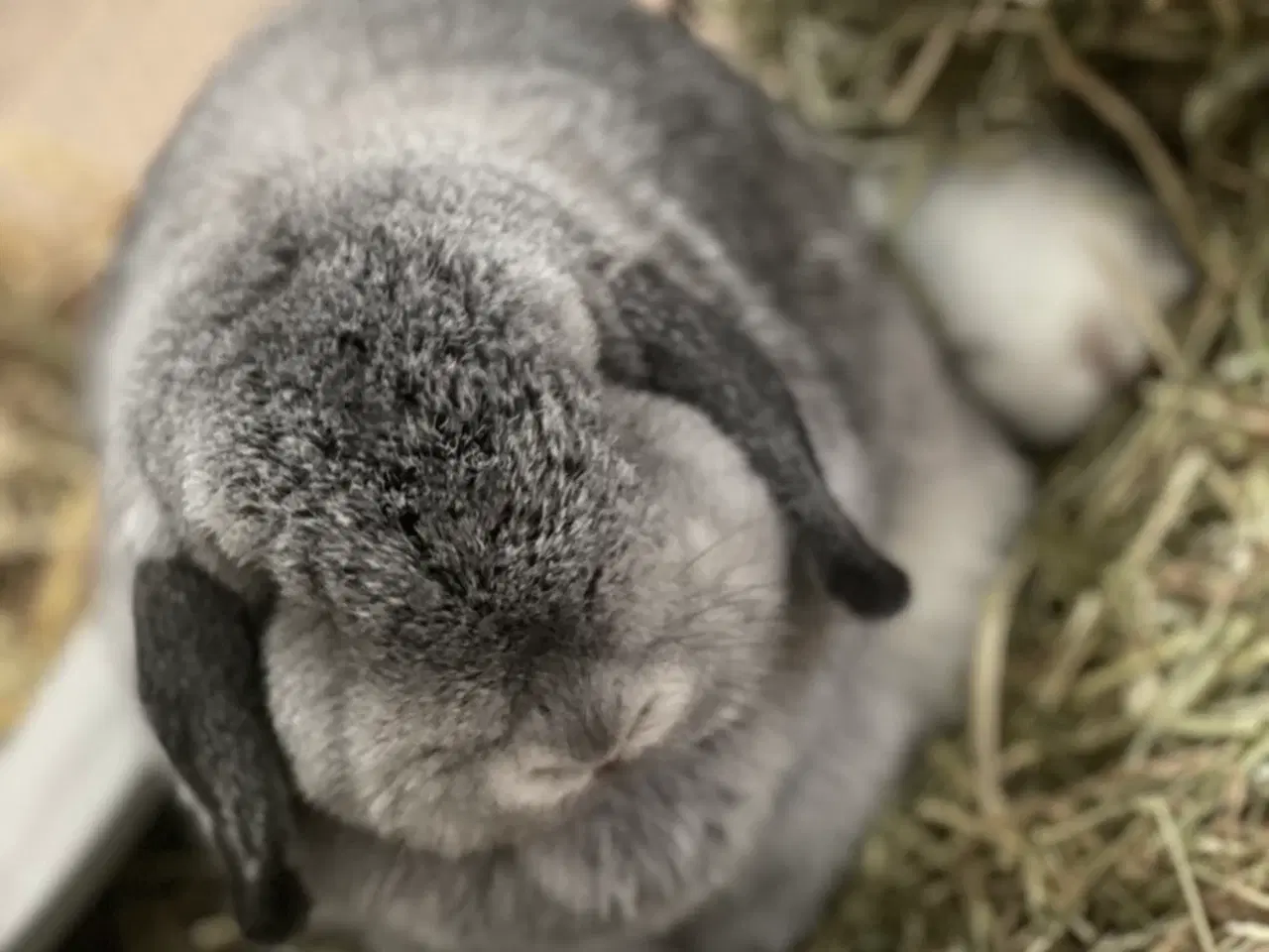 Billede 6 - Mini lop han inkl. løbegård, indhegning m.m. 