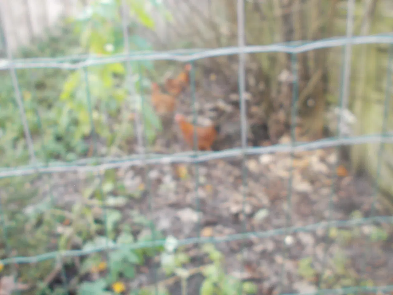 Billede 2 - dværghøns