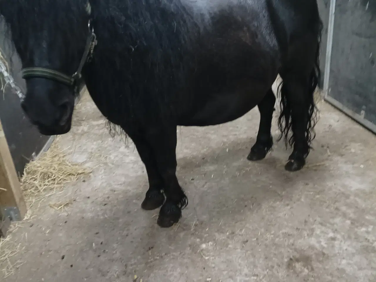 Billede 2 - Trick pony