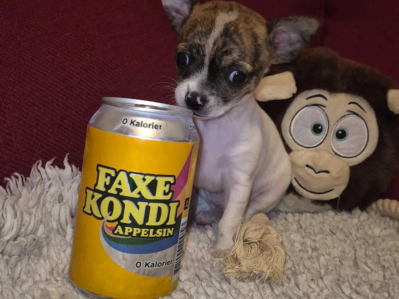 Billede 2 - Små chihuahua