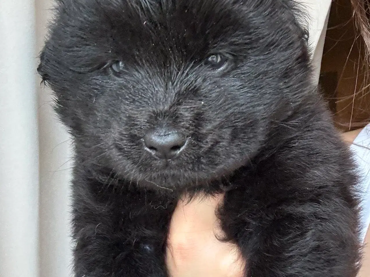 Billede 8 - Hundehvalpe - Chow Chow bla.