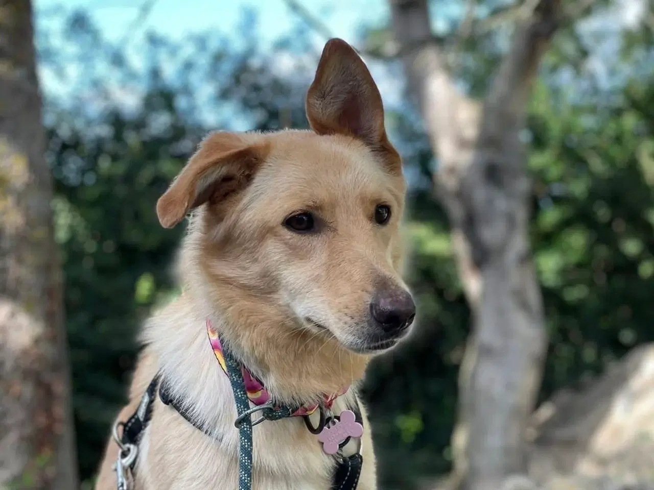 Billede 2 - Smukke Daisy søger familie