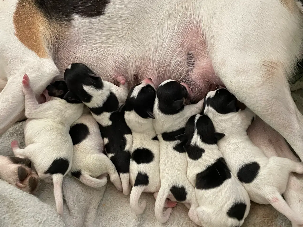 Billede 1 - Dansksvensk Gårdhunde hvalpe
