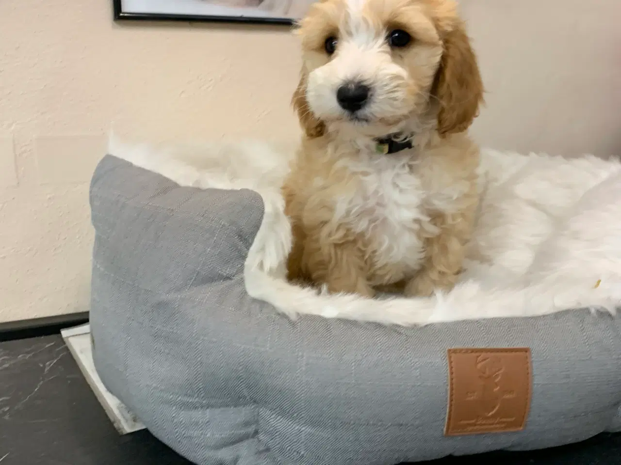 Billede 11 -  Maltipoo dreng er rejse klar nu!