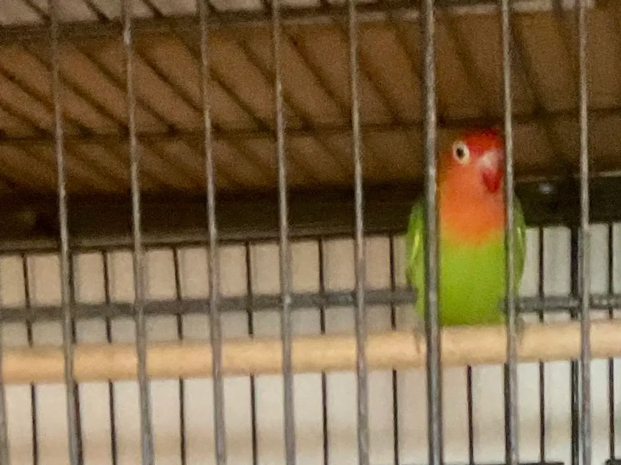 Billede 1 - Jordbærhovedet dværgpapegøjer.