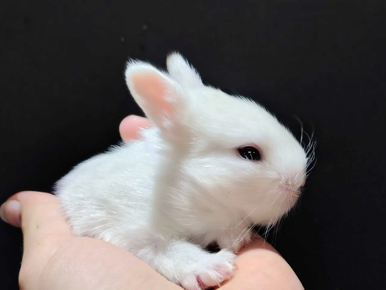 Billede 2 - Indendørs Frikanin 🐰