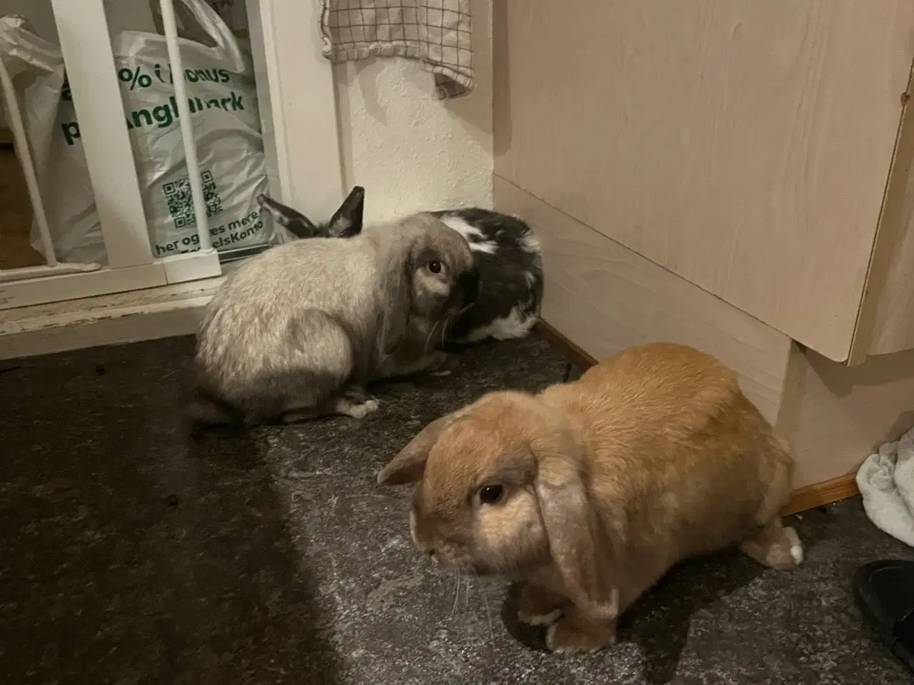 Billede 2 - Ung Hankanin sælges 