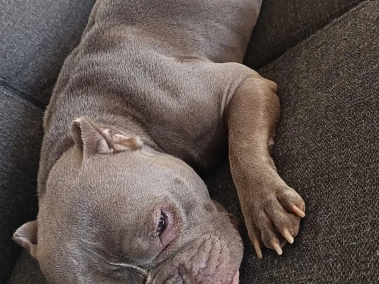 Billede 4 - Blue American bully