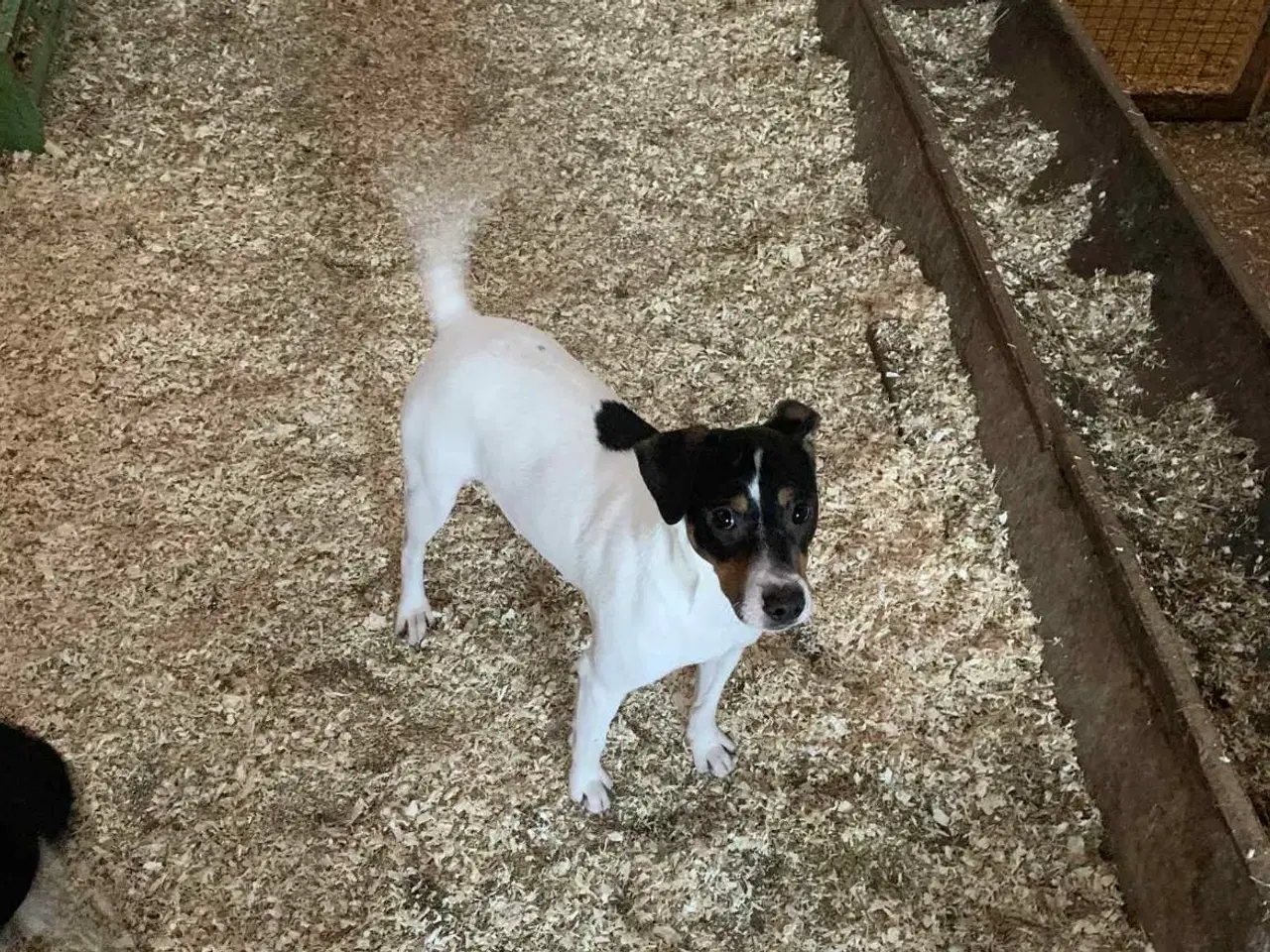 Billede 9 - Skønne hvalpe søger nyt hjem