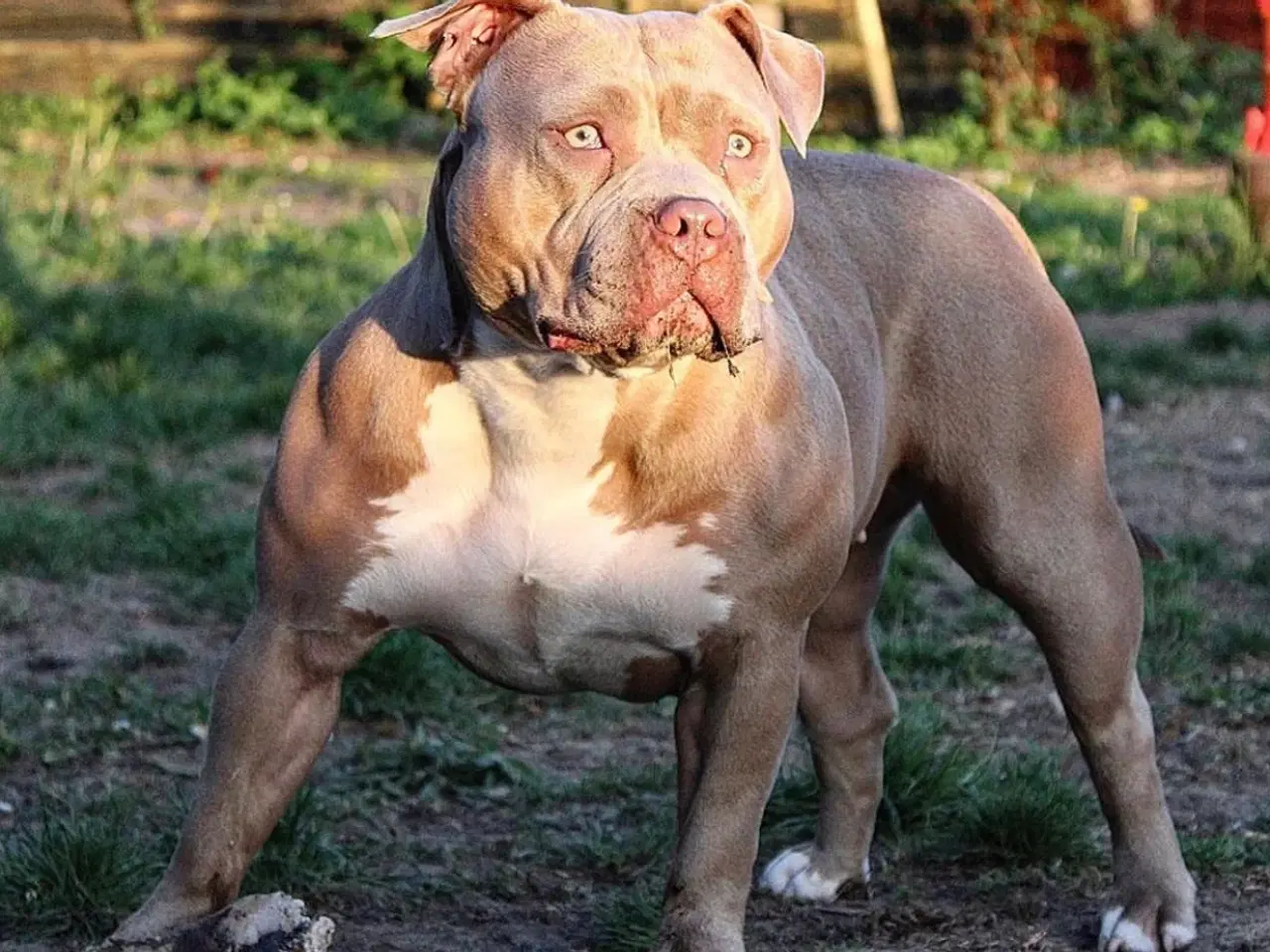 Billede 1 - American Bully XL