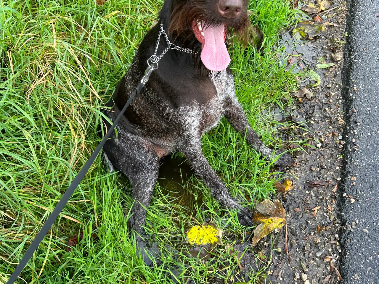 Billede 7 - Dejlig, Sød og kærlig ung hund søger nyt hjem 