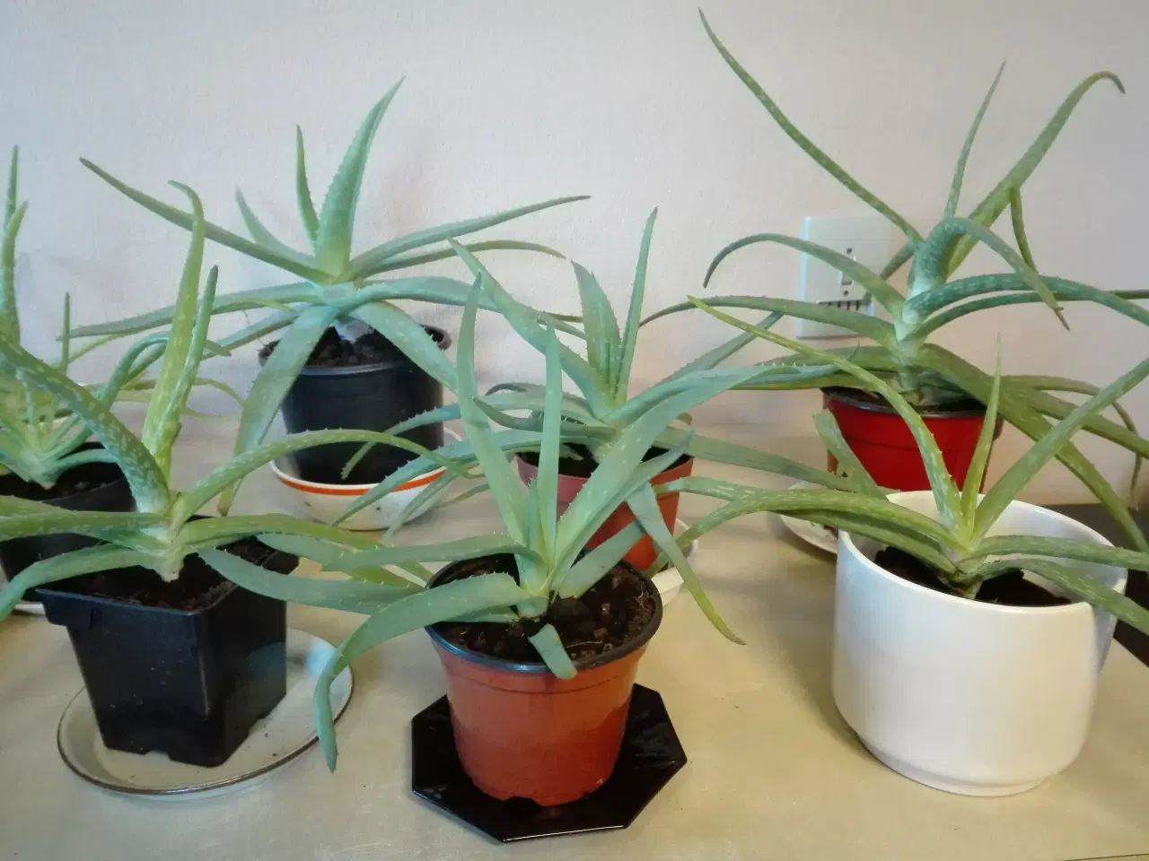 Billede 1 - Aloe Vera potteplanter