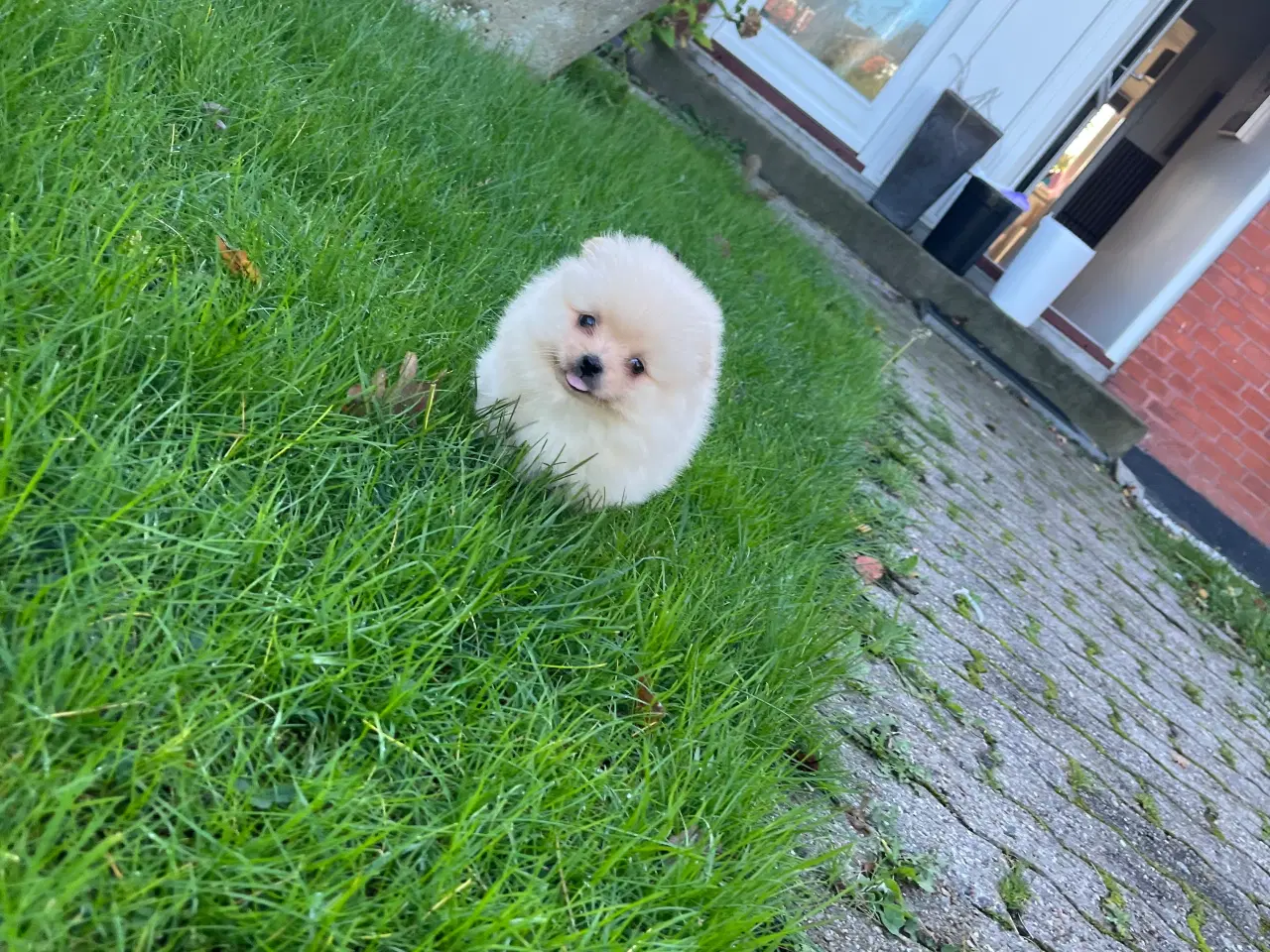 Billede 5 - Så der kun lille Ludvig tilbage