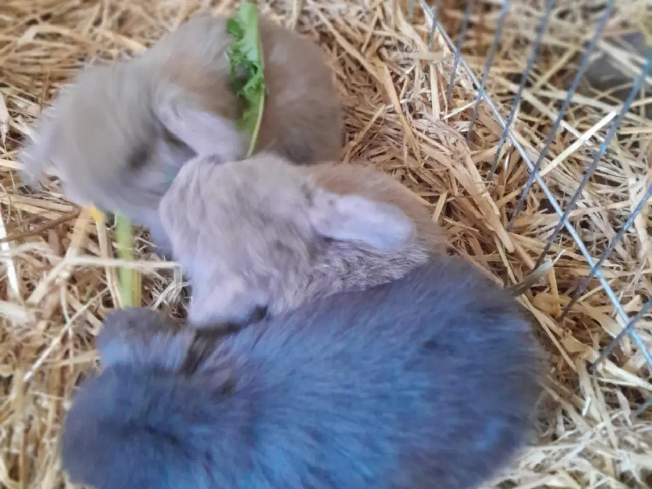 Billede 10 - Mini Lop Kaninunger