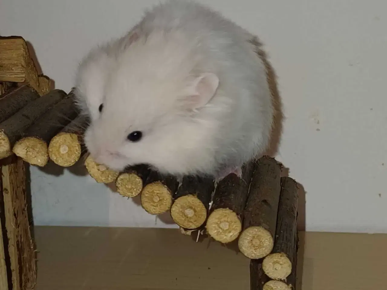 Billede 3 - Guldhamster unger