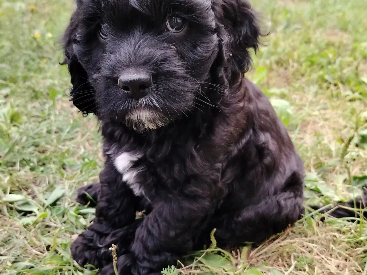 Billede 4 - Søde Cockapoo hvalpe