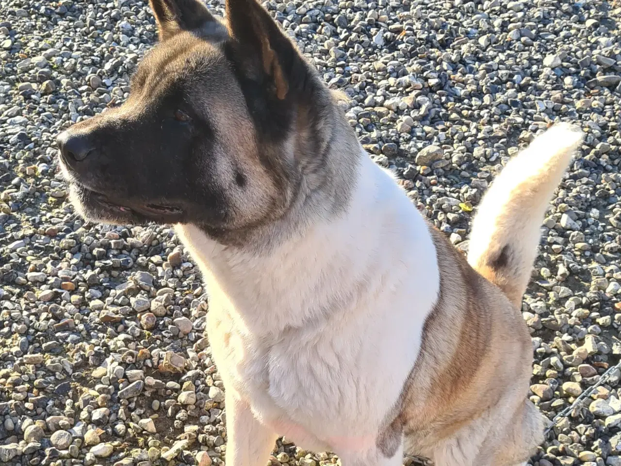 Billede 11 - Hundehvalpe Akita American 