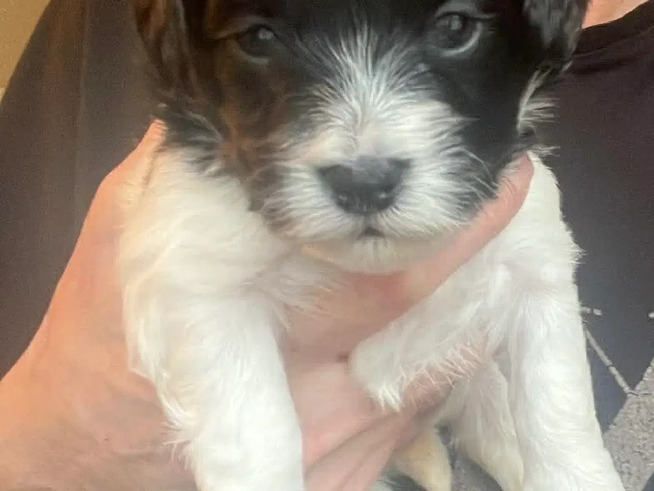 Billede 1 - Puddel malteser shitsu cotten hvalpe