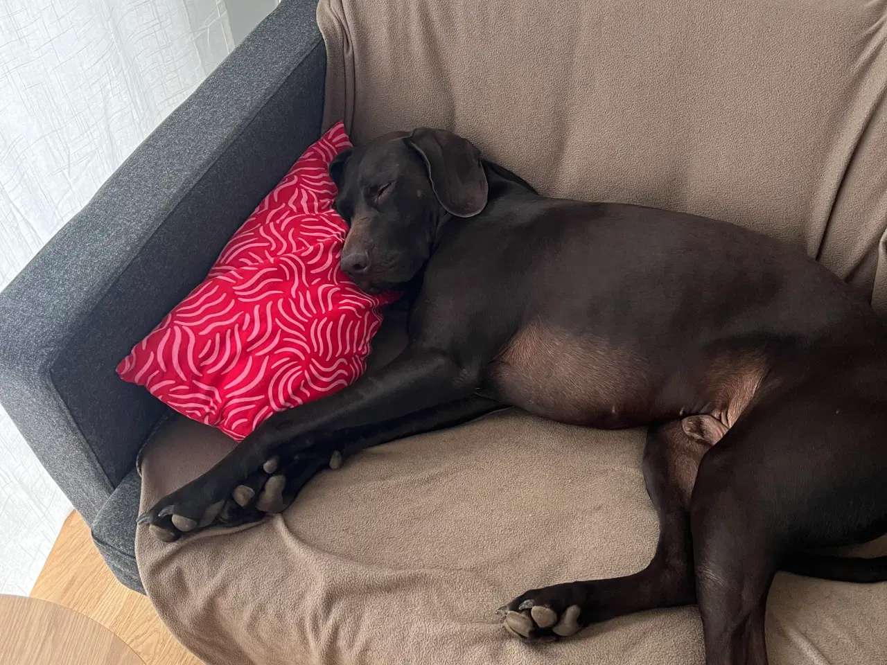 Billede 9 - Sød og aktiv korthåret hønsehund