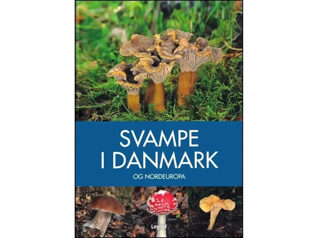 Billede 1 - Svampe i Danmark og Nordeuropa