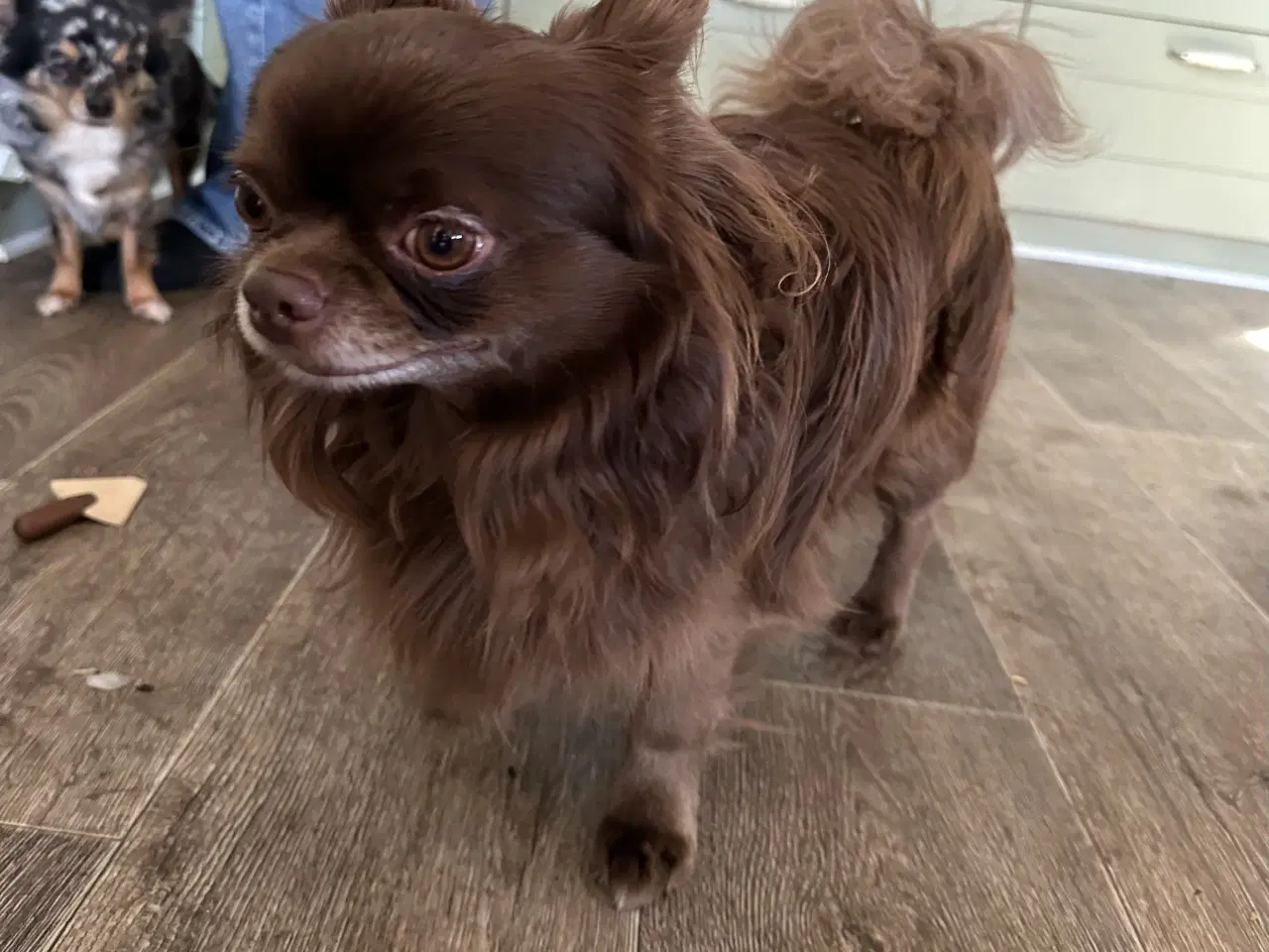 Billede 1 - Parring tilbydes