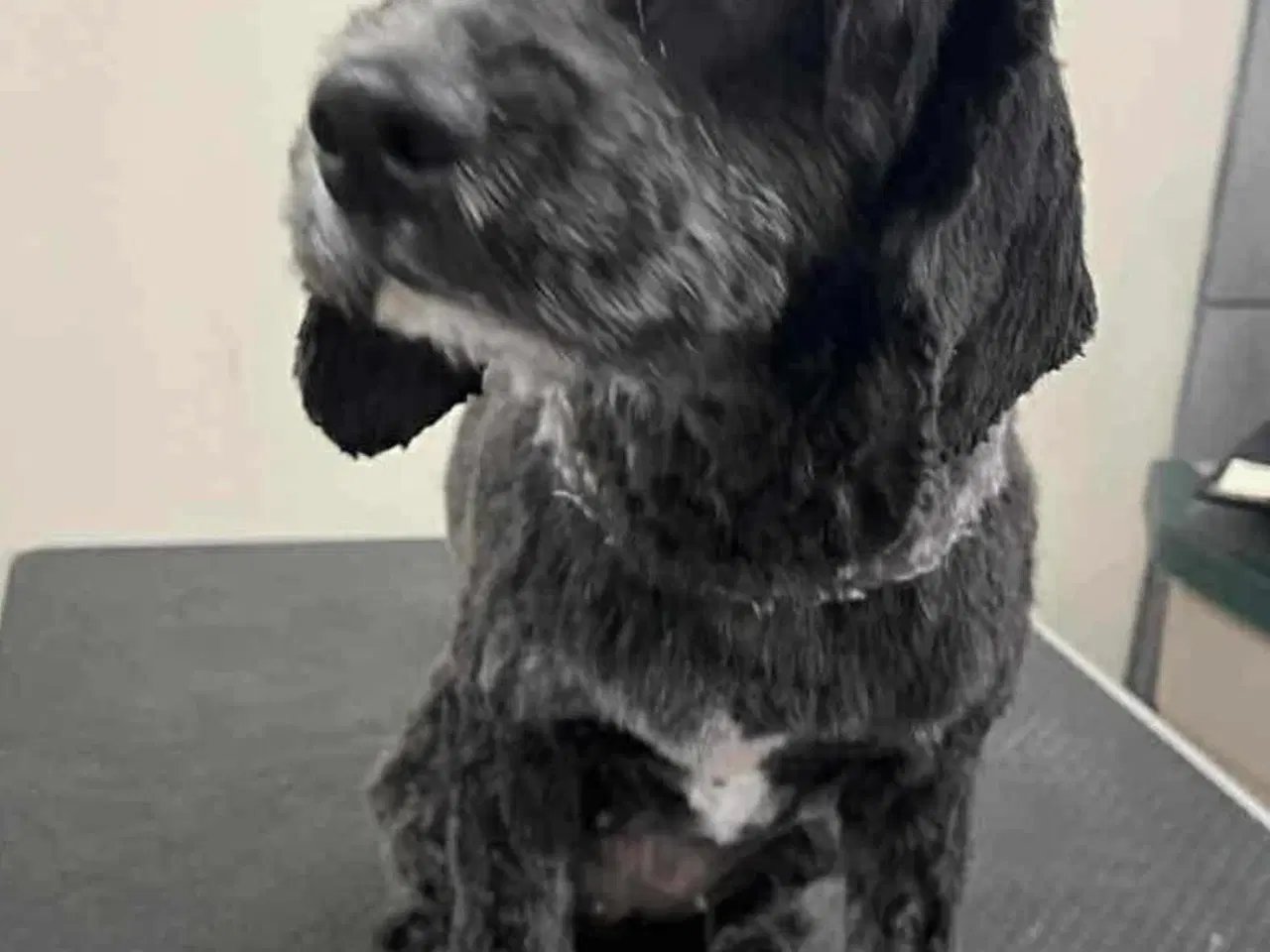 Billede 3 - Cavapoo tæve sælges