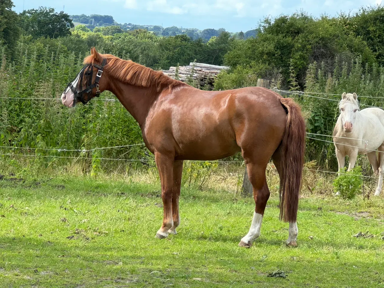 Billede 2 - Gribsvads Britney – Welsh pony