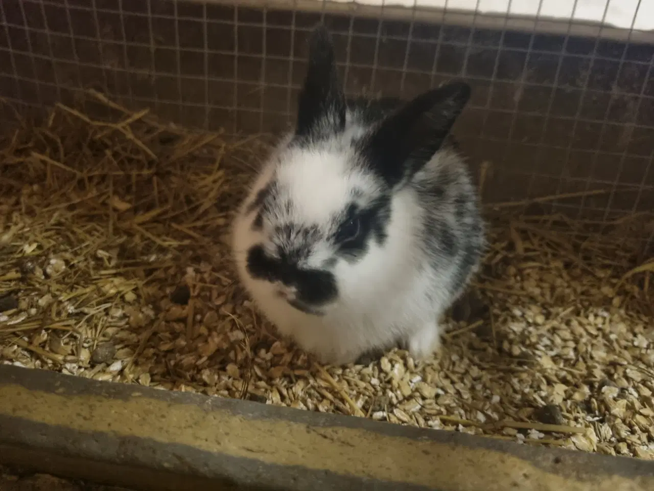 Billede 3 - Kælne Kanin unger