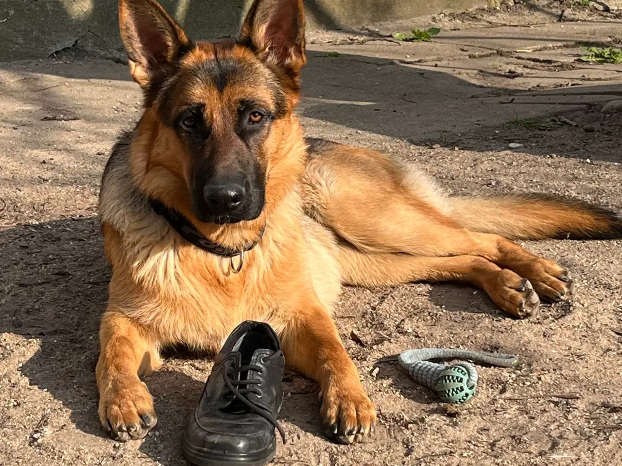 Billede 1 - Schæferhund - stockhåret