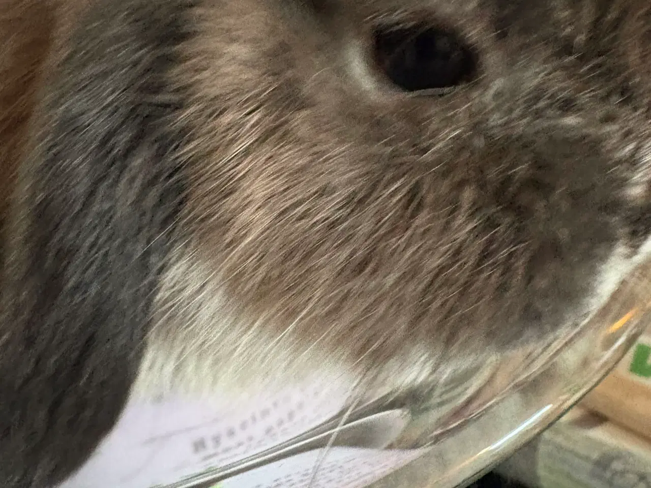 Billede 4 - Minilops pige