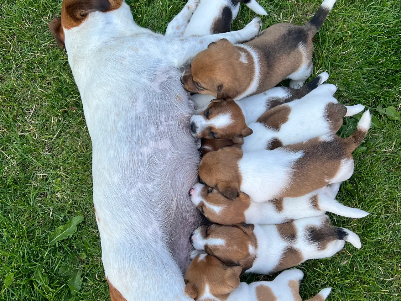 Billede 13 - Jack Russel Hvalpen