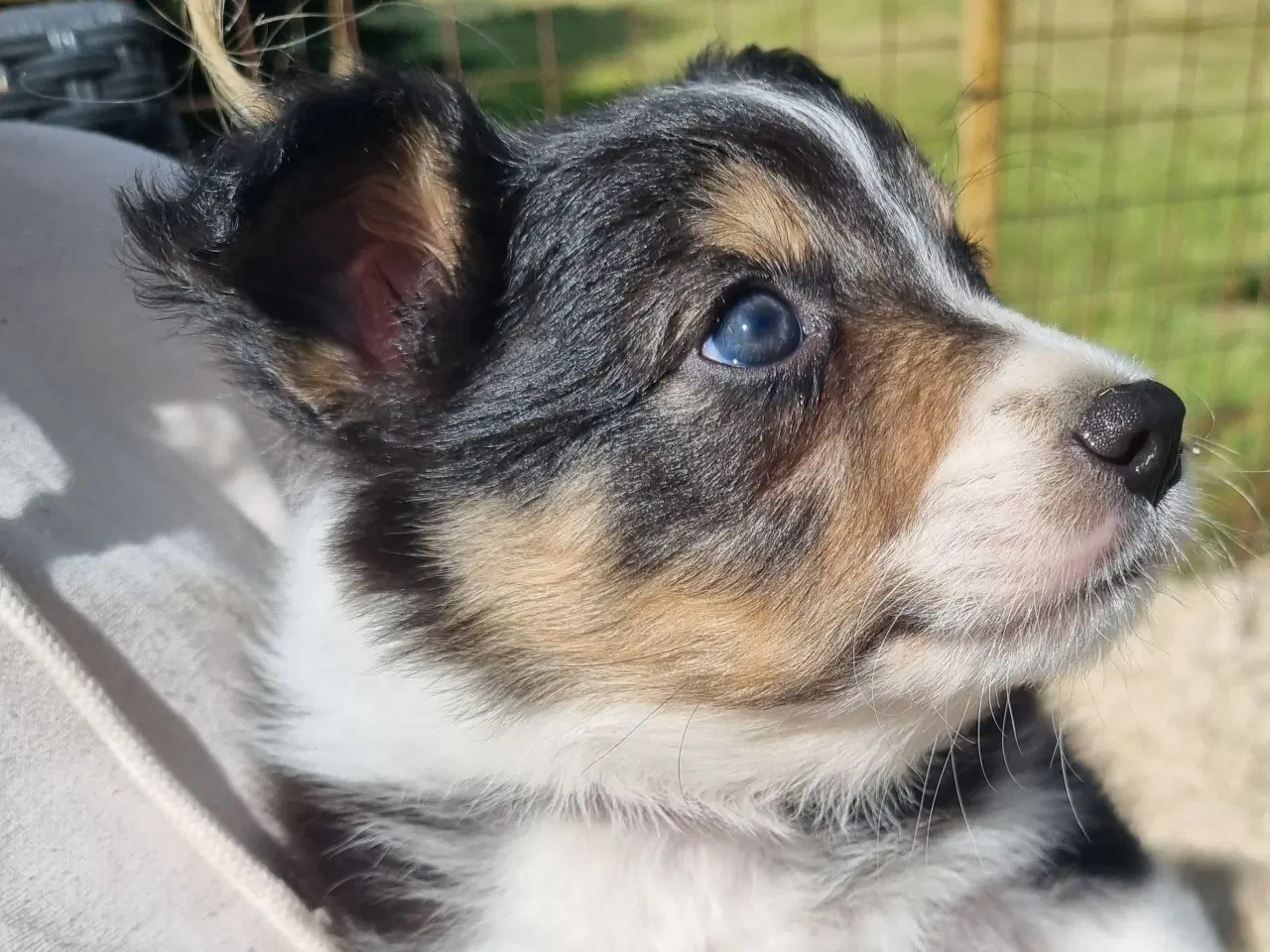 Billede 2 - Border colliehvalpe med stamtavle