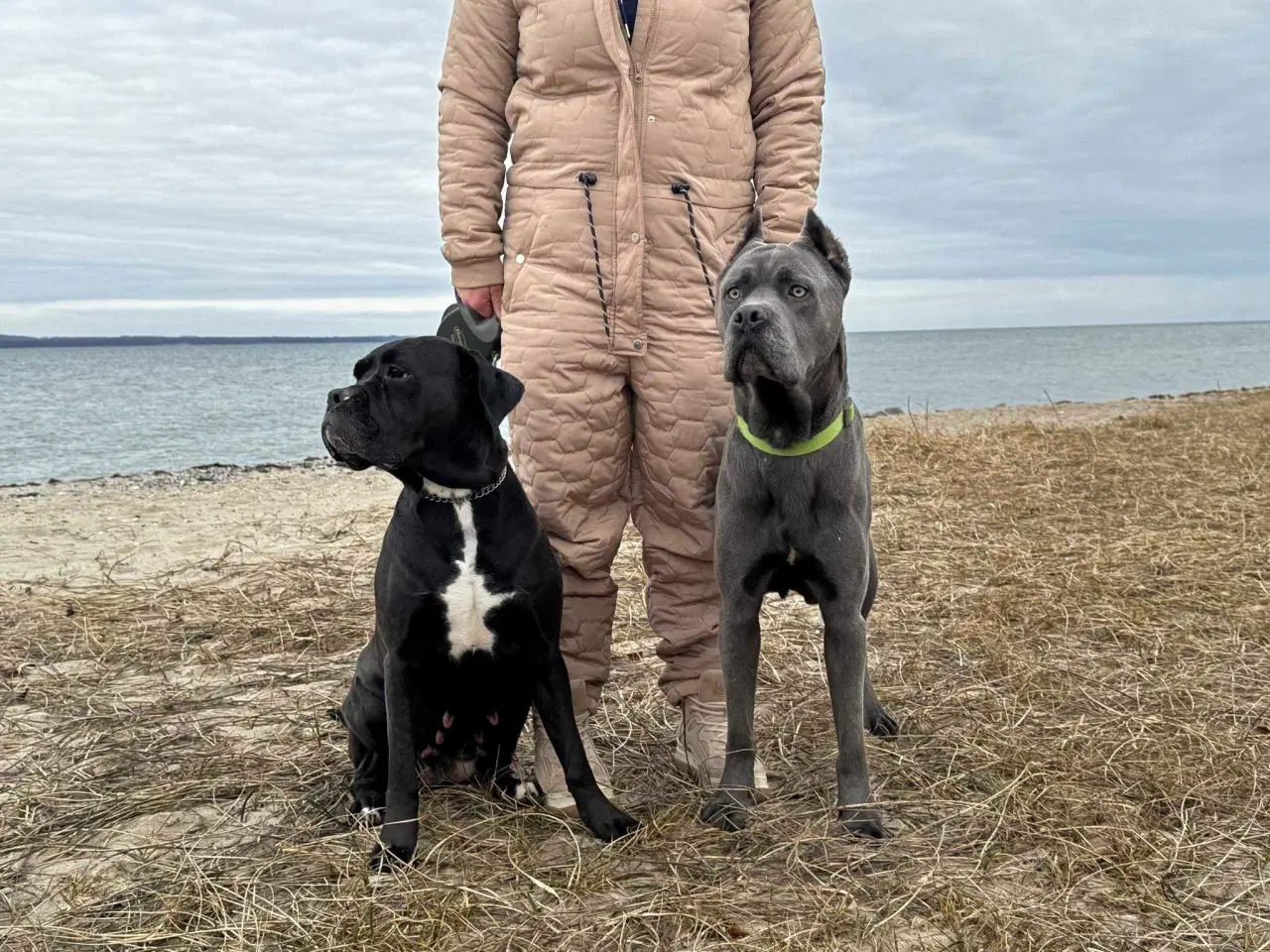 Billede 13 - Cane corso hvalpe