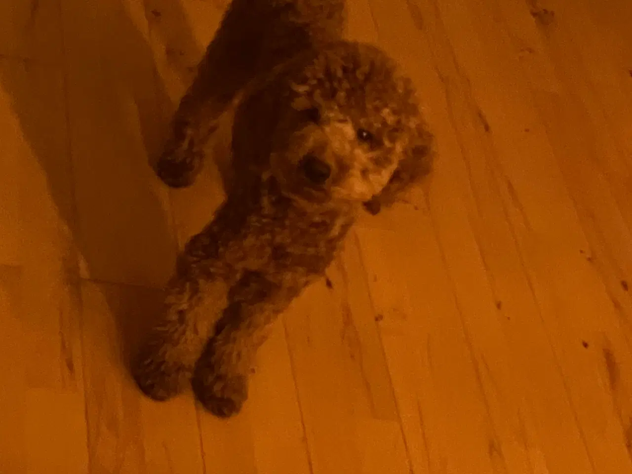 Billede 3 - Lui Puddel Parring