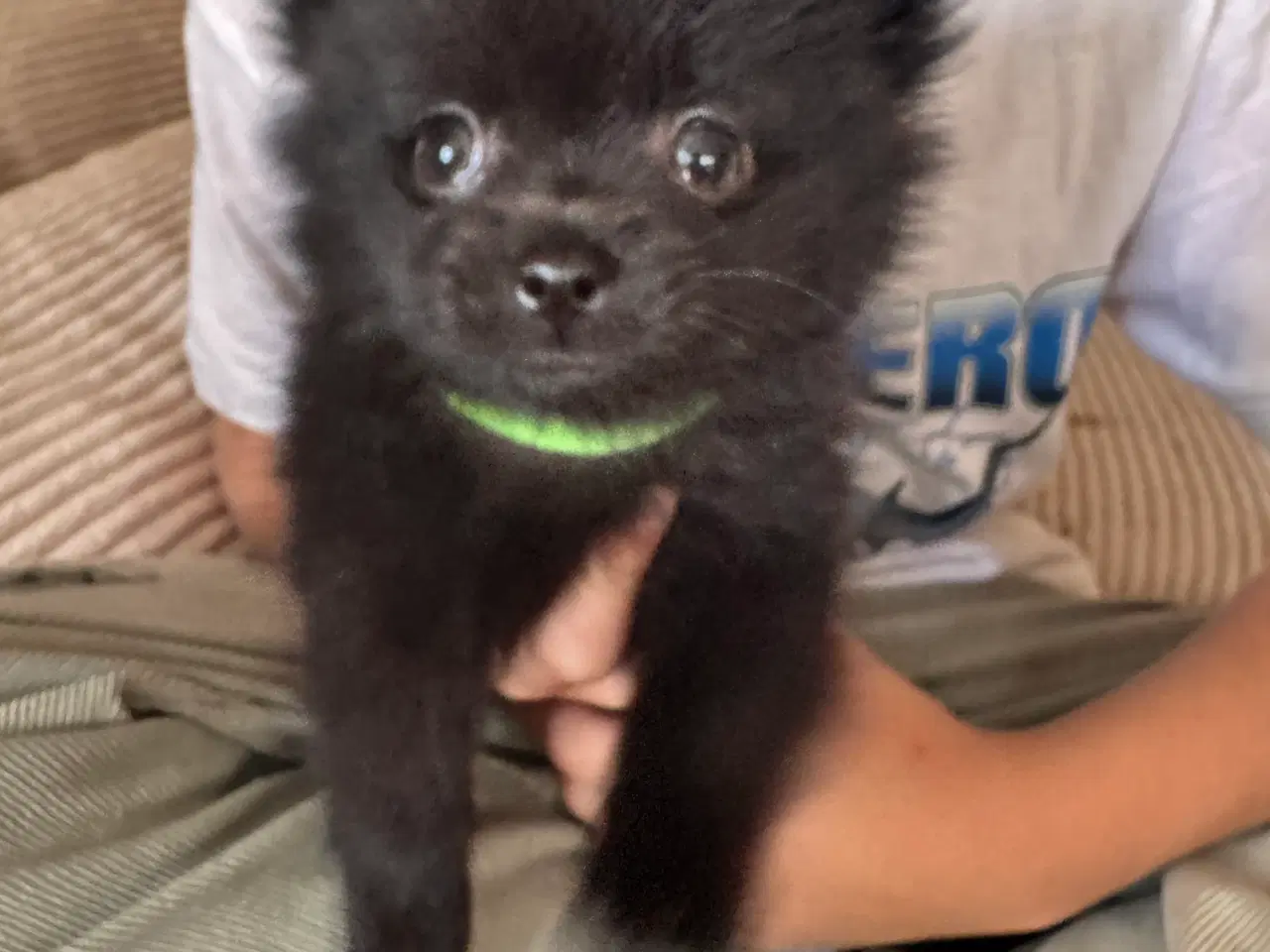 Billede 2 - Pomchi hvalp 
