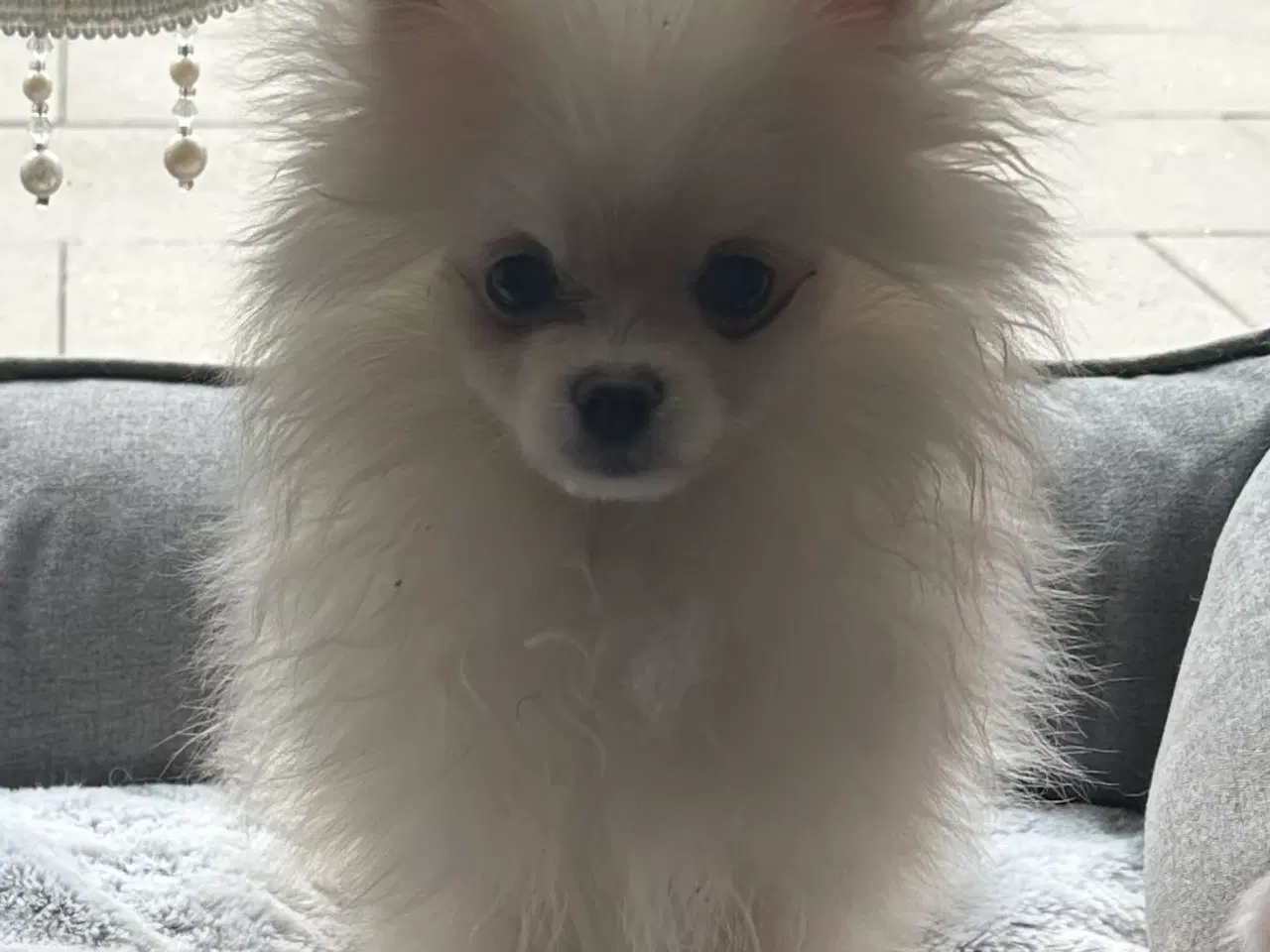 Billede 3 - Pomeranian