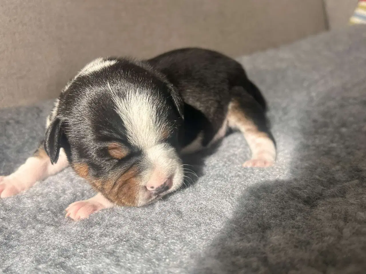 Billede 3 - Engelske stafford Bull terrier stadfy