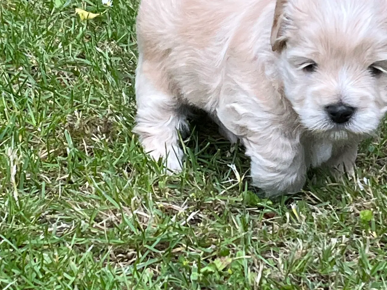 Billede 1 - Bichon Havanaiser 