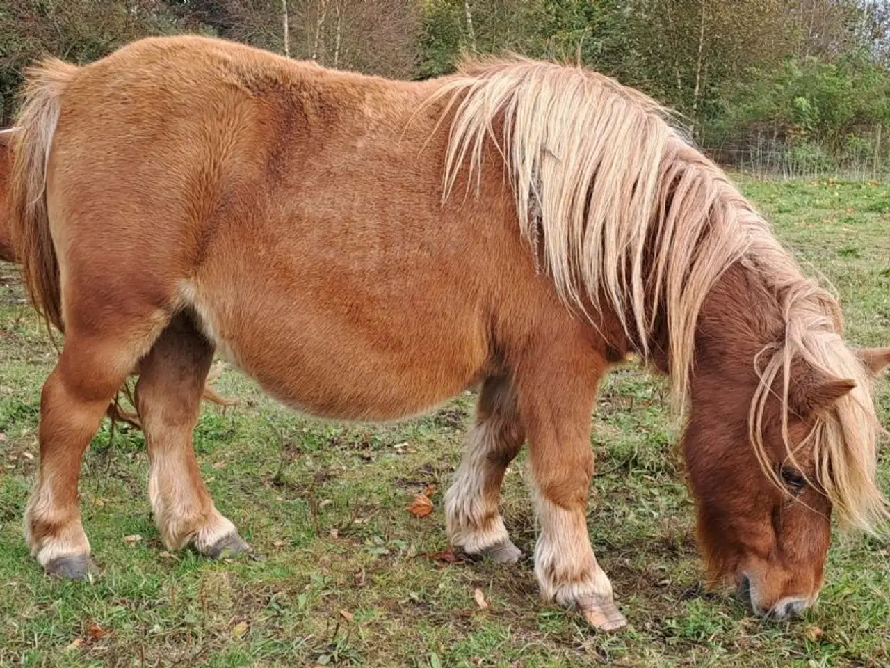 Billede 9 - Sød shetlænder hingst plag 