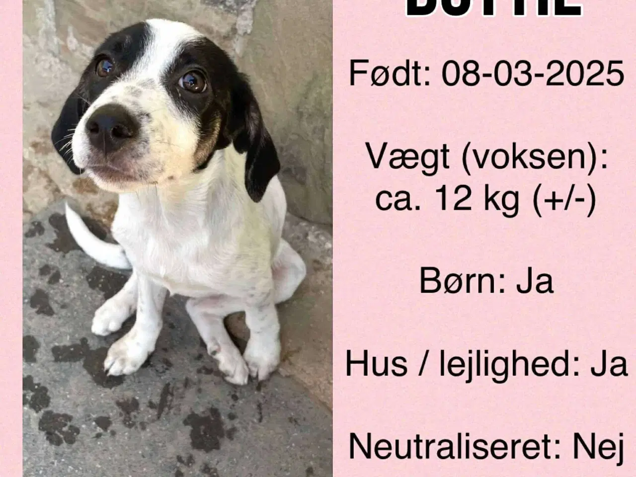Billede 8 - Dottie søger sit 4-ever hjem