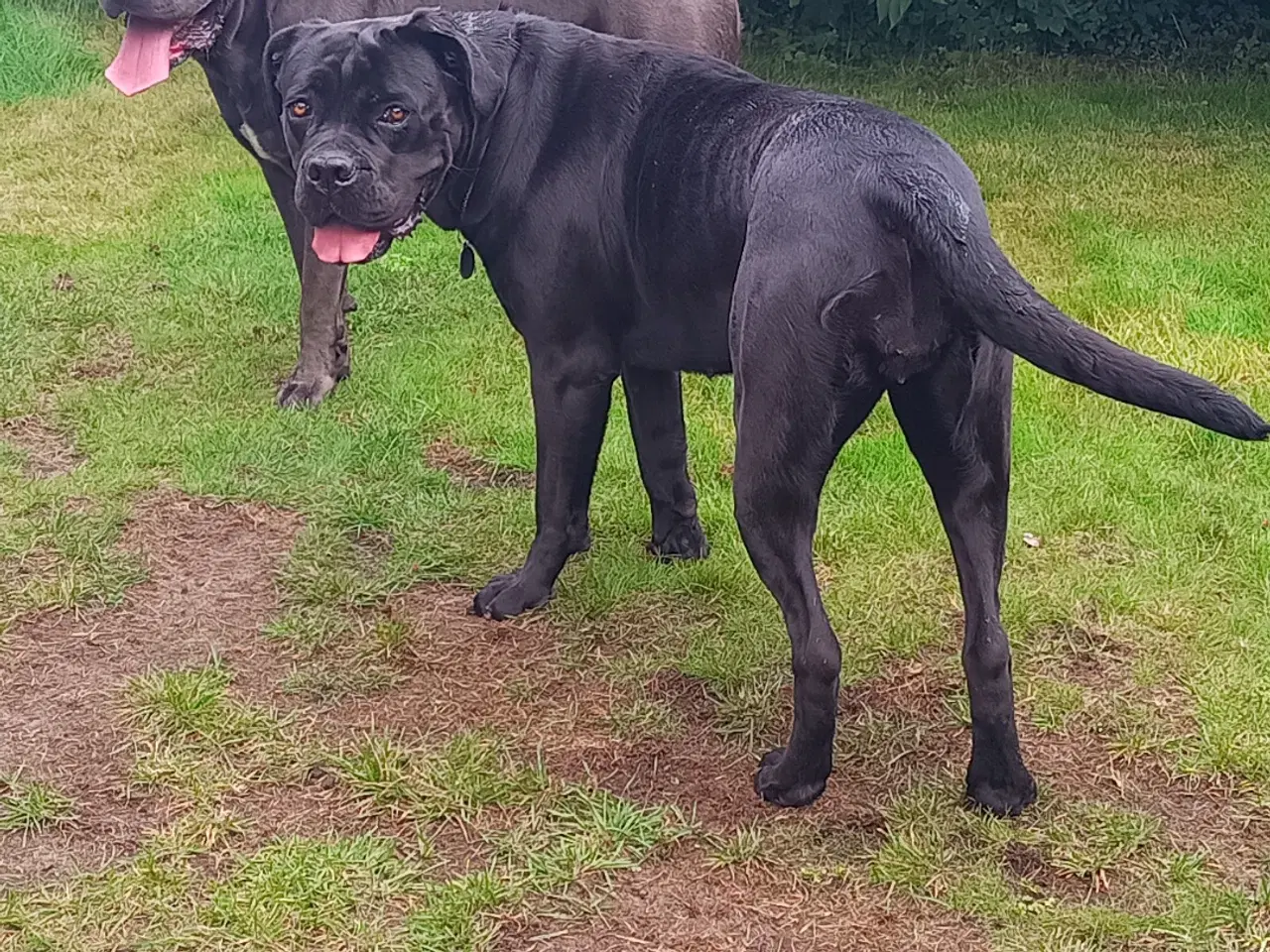 Billede 5 - Cane-Corso Hvalpene 3 uge 