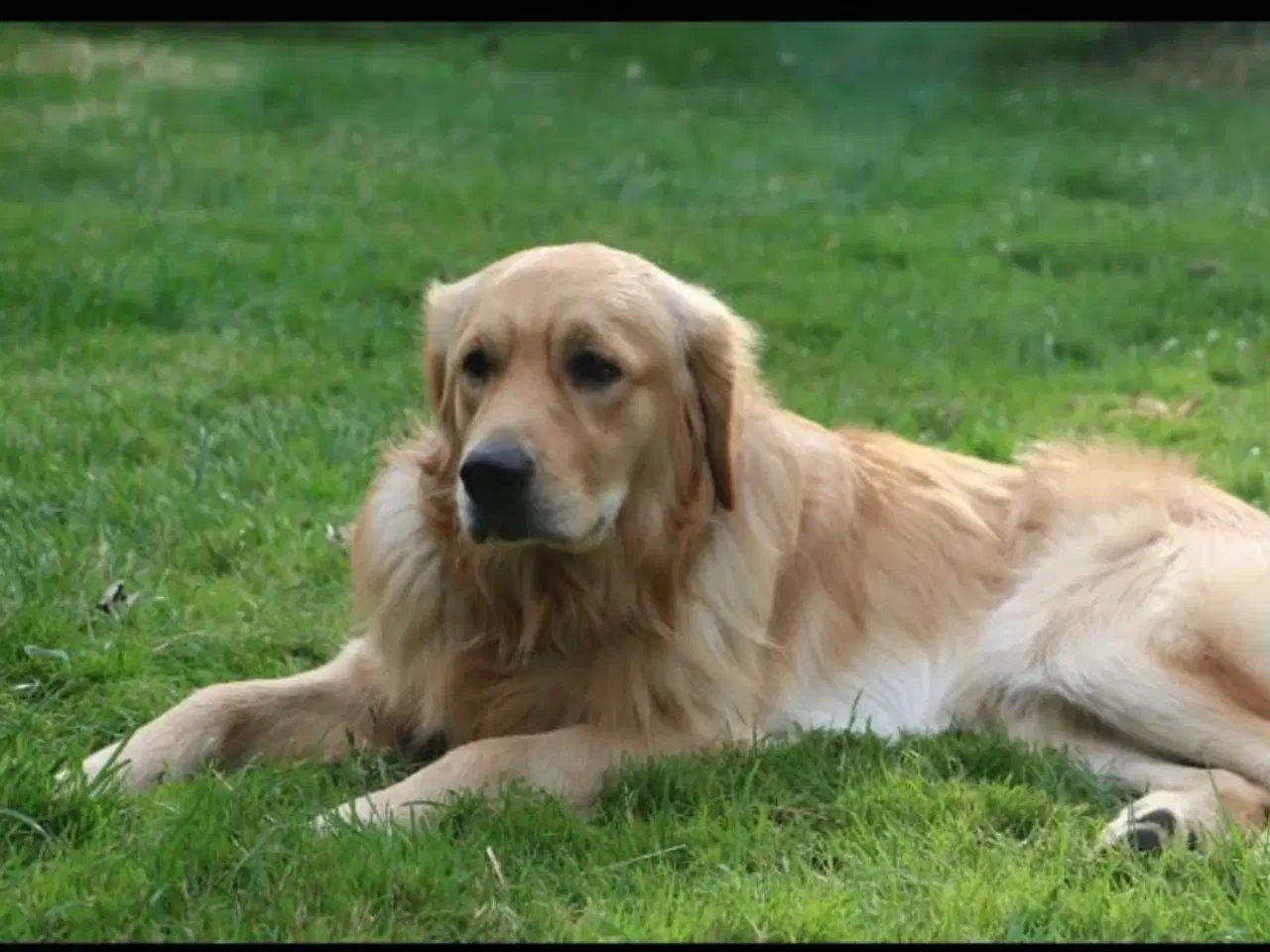 Billede 15 - Golden Retriever hvalpe