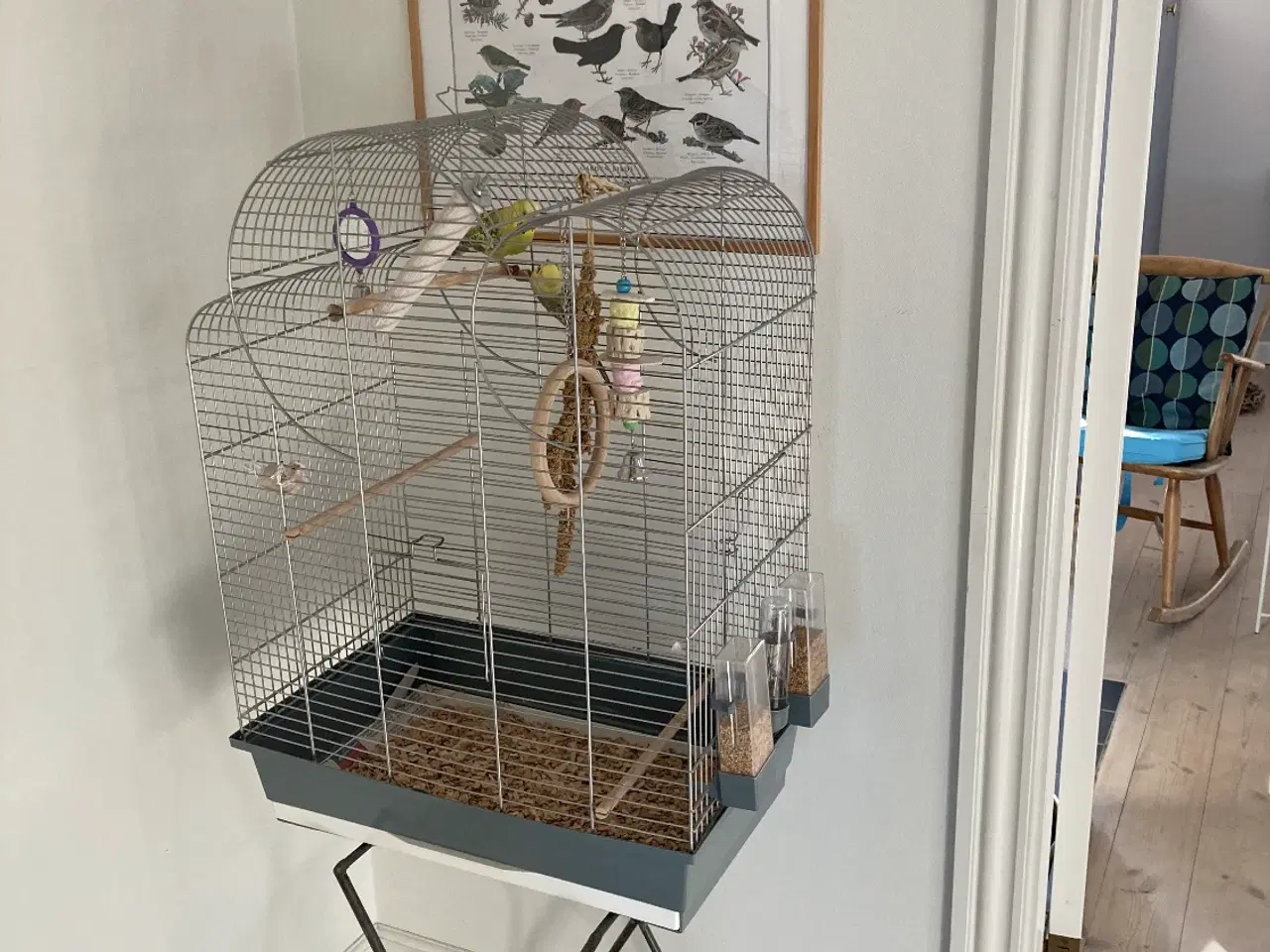 Billede 1 - Undulater 2 stk