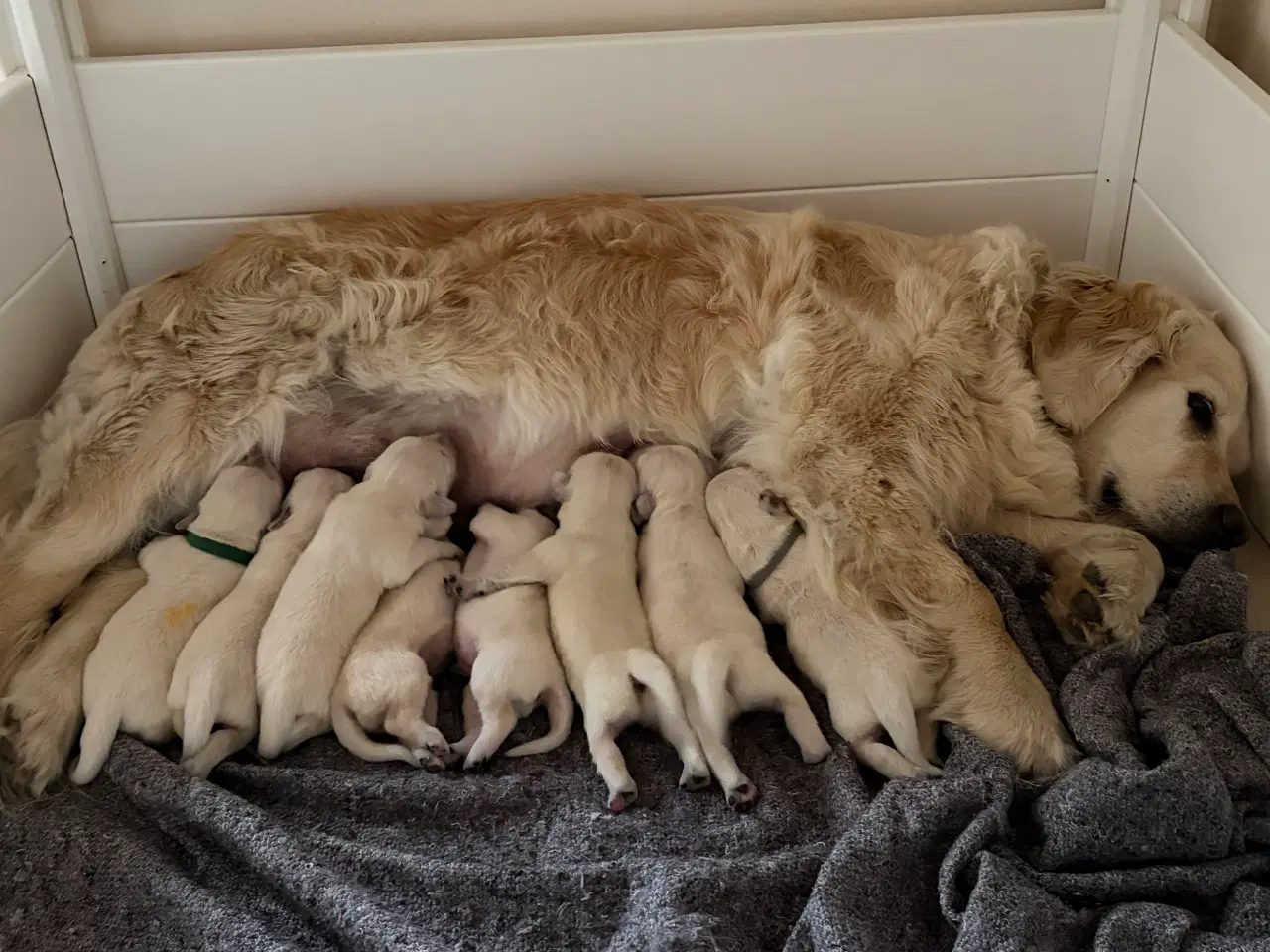 Billede 1 - Golden Retriever hvalpe