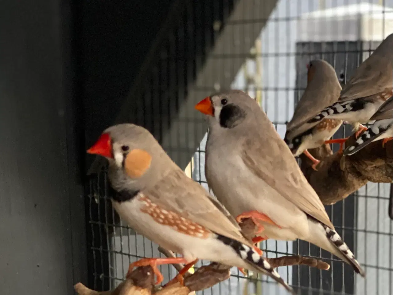 Billede 2 - Zebrafinker