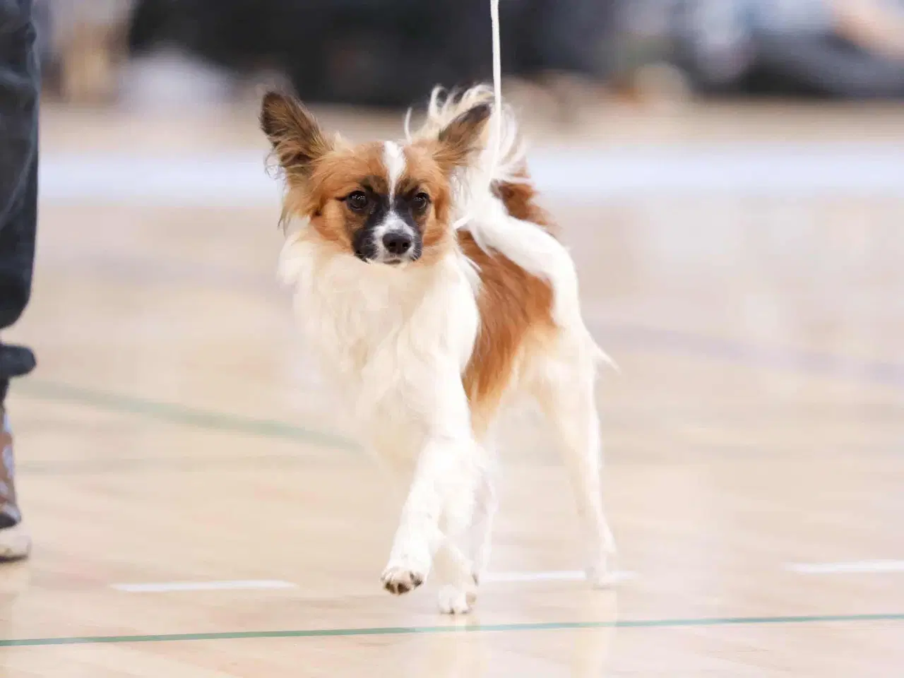 Billede 5 - Papillon han hvalpe